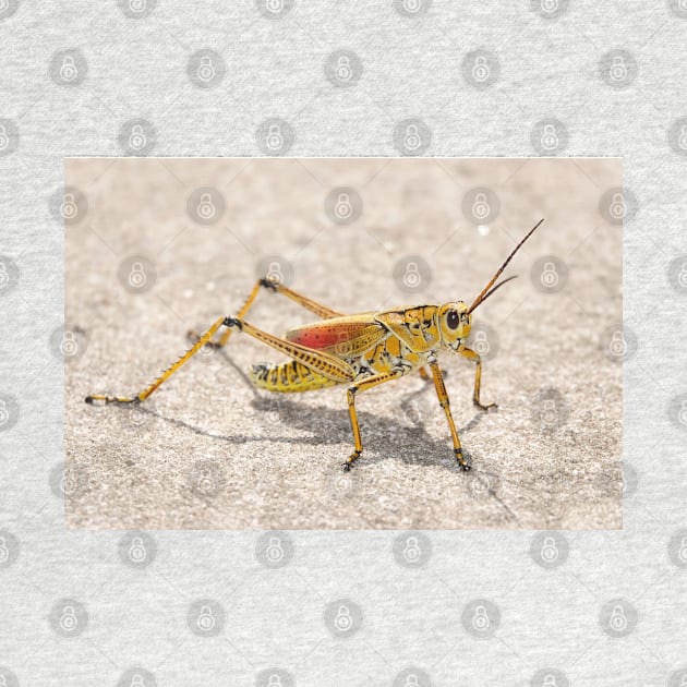 Romalea microptera, Florida lubber grasshopper by SDym Photography